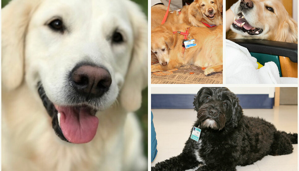 Photo collage of therapy dogs