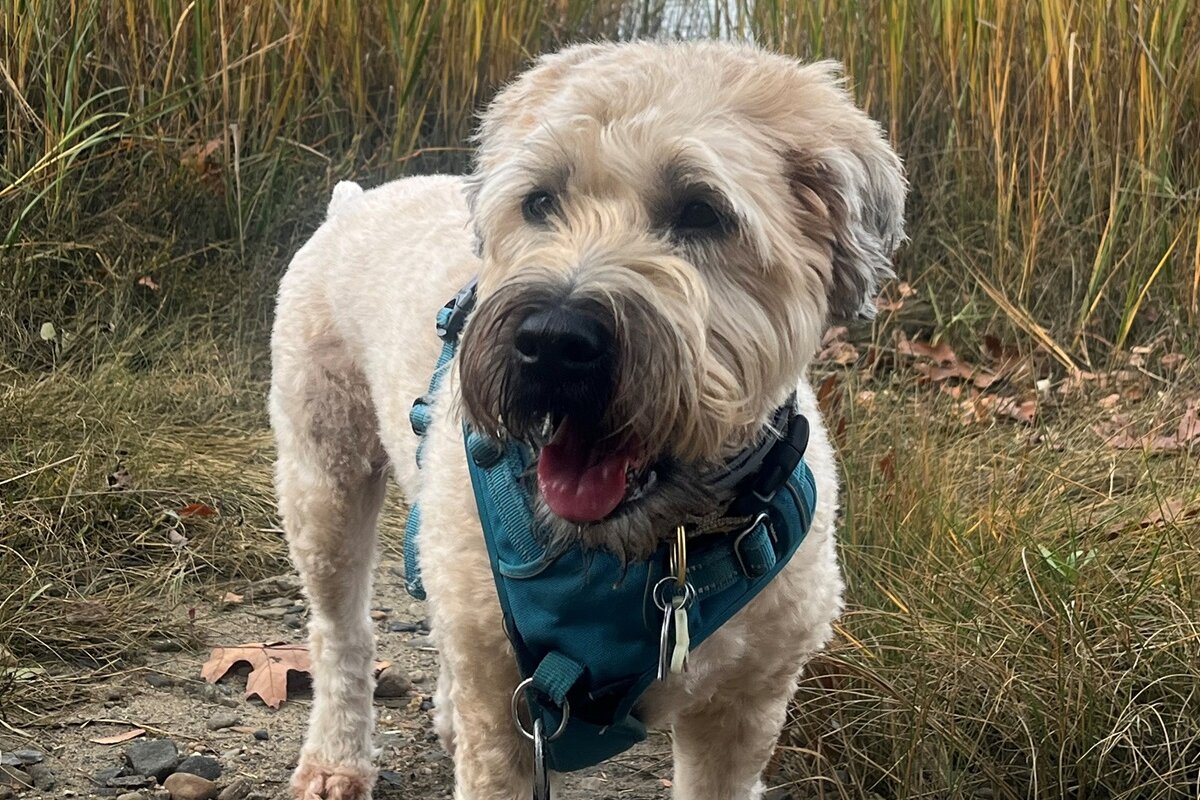 Willow, a certified therapy dog, visits Bradley hospital.