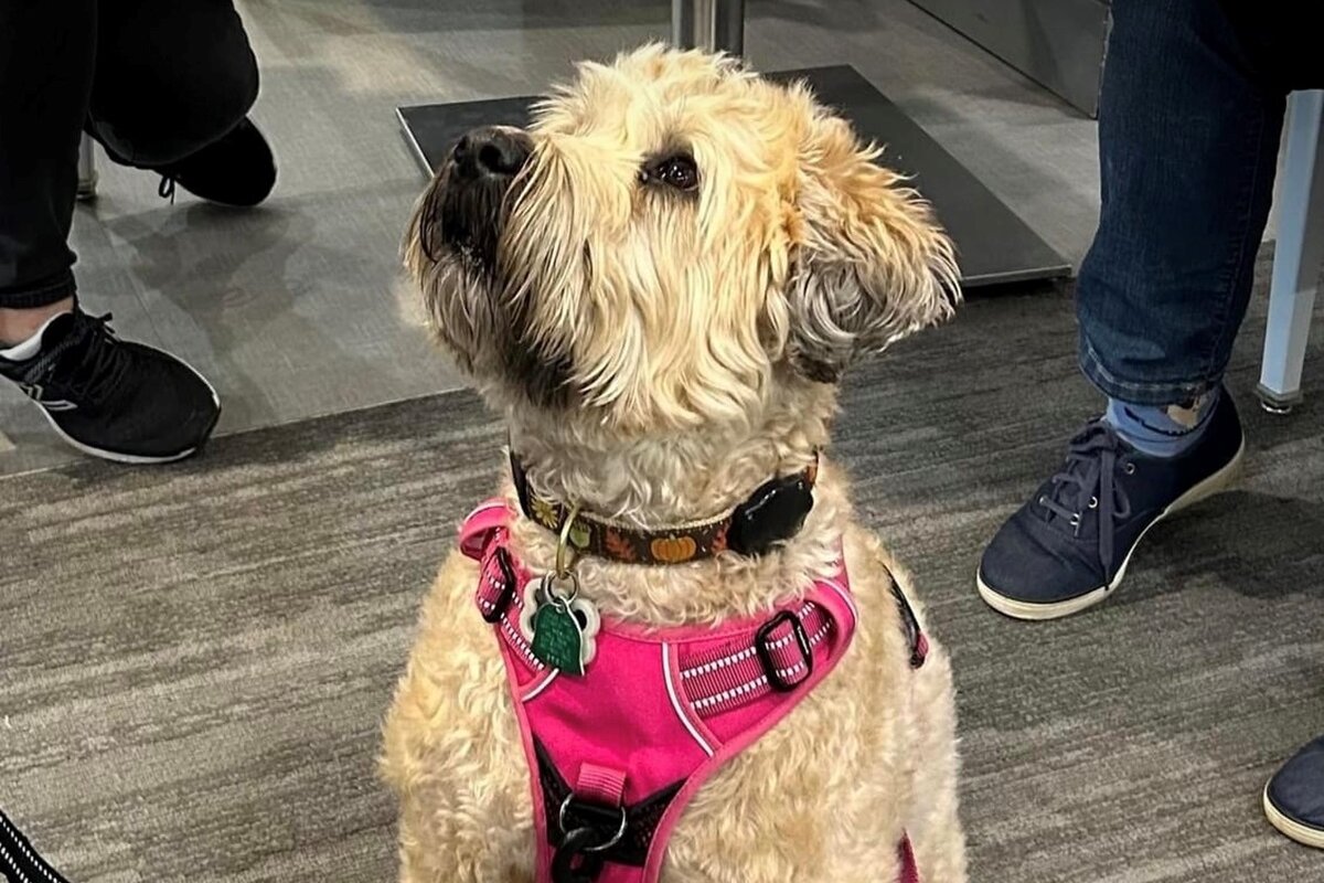 Willow, a certified therapy dog, visits Bradley hospital.