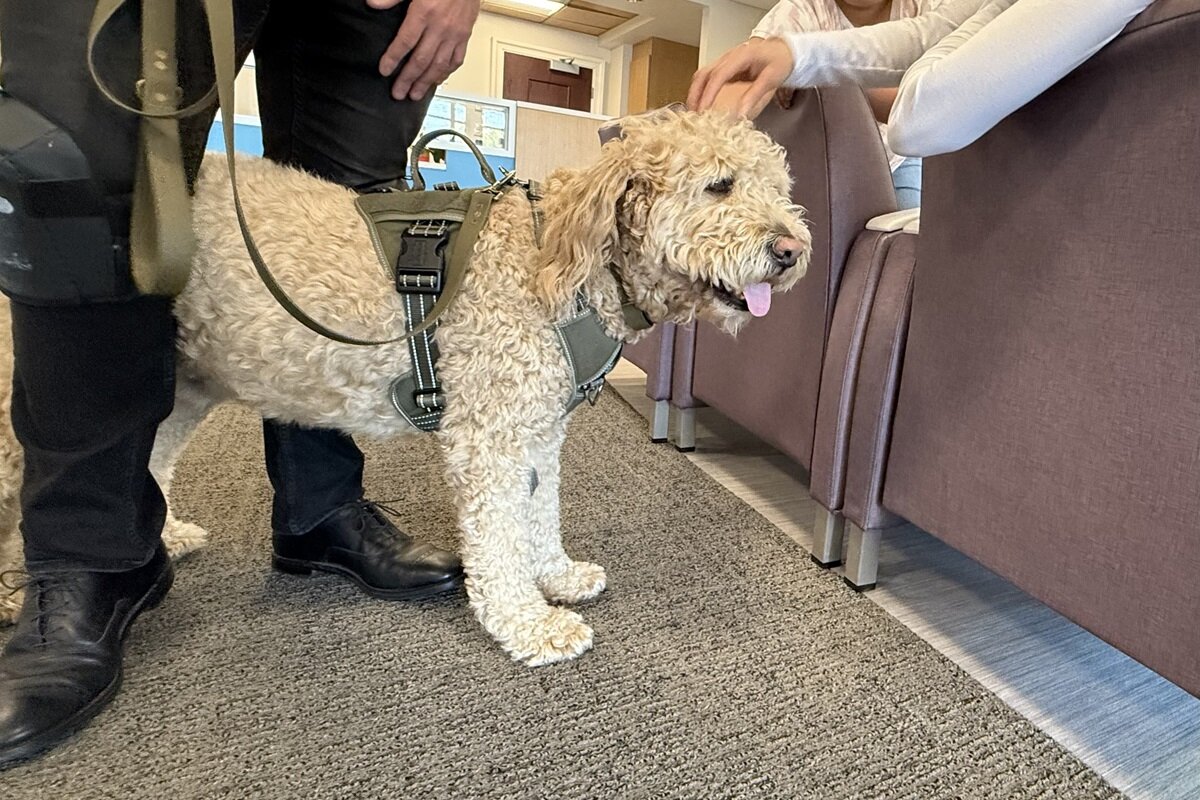 Winston, a certified therapy dog, visits Bradley hospital.
