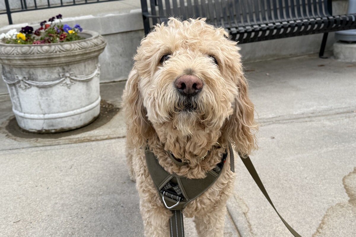 Winston, a certified therapy dog, visits Bradley hospital.