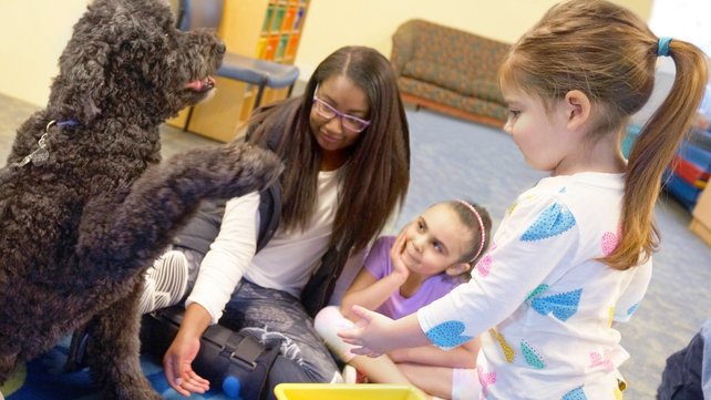 Beazie, the French water dog, giving a handshake