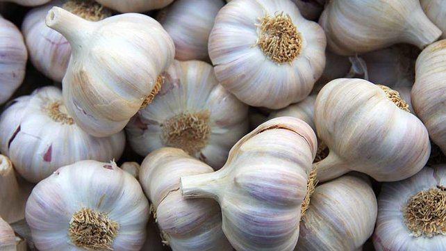 Garlic