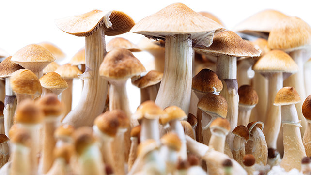 magic mushrooms