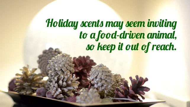 Decorative pinecones in a bowl for the holidays