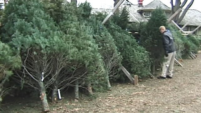 Person pick a Christmass tree out of tree lot