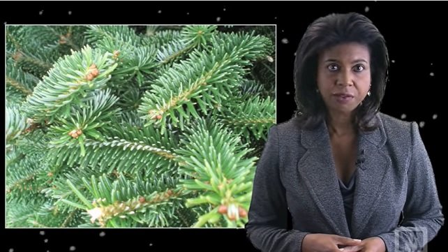 Woman presenting about Christmas tree safety tips