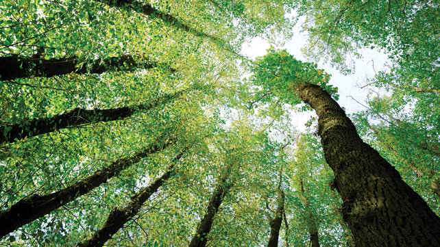 View of treetops from the ground