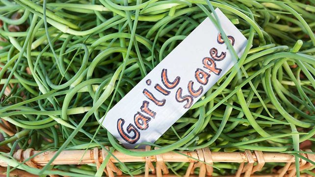 Garlic scapes at farmer's market