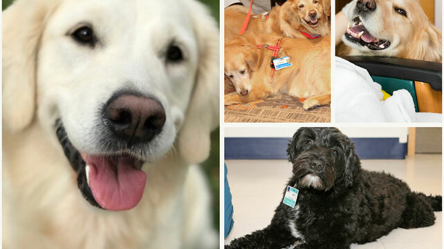 Photo collage of therapy dogs