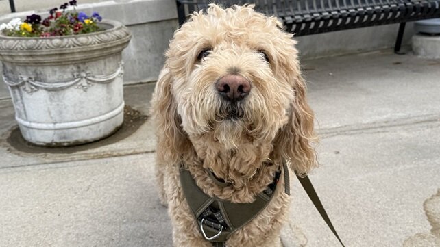 Winston the therapy dog visits Bradley Hospital.