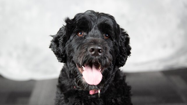 Cora, a Portuguese Water Dog, helps Hasbro Children's patients on their health journeys.