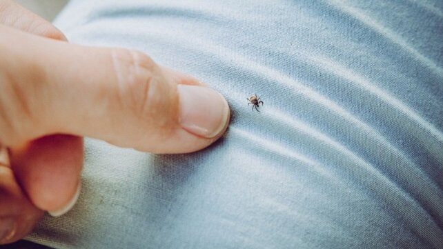 A deer tick on a shirt