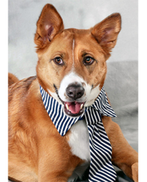 Nemo the dog, Honorary 2019 Brite Lite